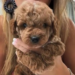 Male 4 - Red  male Goldendoodle puppy in Clarksville, Tennessee from Tennessee Goldendoodles, since 2014