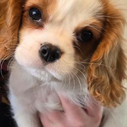 Fairway - Blenheim female Cavalier King Charles Spaniel puppy in Kenosha, Wisconsin from Children's Choice Cavaliers