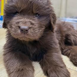 Rosie Gold Female - Brown female Newfoundland puppy in Pottstown, Pennsylvania from Latin of Course Newfoundlands