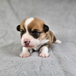 Red and white Female - Red and white female American Corgi puppy in Taylorsville, North Carolina from America's Red White and Bluie Corgis