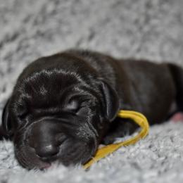 Jim Beam - Black and white male Great Dane puppy in Chapmansboro, Tennessee from Balthrop Bend Farms