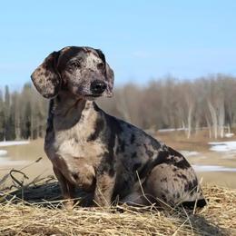 Wraith - Dachshund