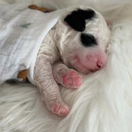 Clyde - Parti male Poodle puppy in Waco, Texas from Poodle Paradise