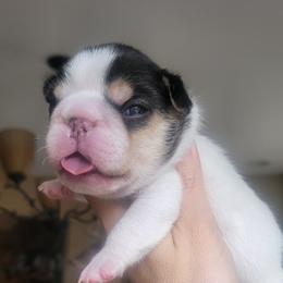 Black tri pied boy - Black and tan male French Bulldog puppy in Howell, Michigan from Jessicah's Frenchies Michigan's French Bulldog Breeder