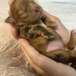 Girl 3 - Merle female Shihpoo puppy in Millsap, Texas from Gaston’s Posh Poodles and Doodles