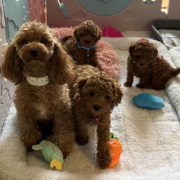 Bernedoodle and Poodle Puppies from Miranda’s Sunshine Poodles and Doodles