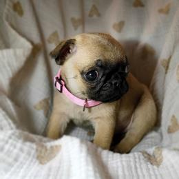 Princess - Fawn female Pug puppy in Fall Creek, Wisconsin from Heartville Pugs