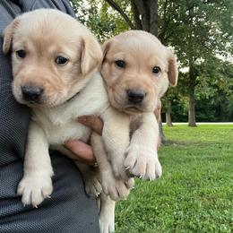 Second pick yellow male - Yellow male Labrador Retriever puppy in Moores Hill, Indiana from On Point Labradors