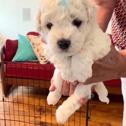 Pup 2 - White male Bichon Frise puppy in Wilmington, North Carolina from Cape Fear Bichons