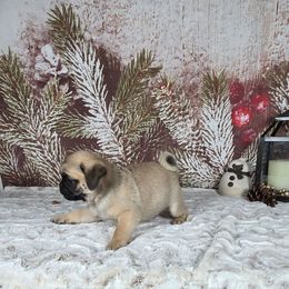 Dasher - Fawn male Pug puppy in Atwood, Illinois from Peace Road Puppies