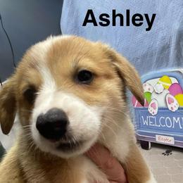 Ashley - Sable female Pembroke Welsh Corgi puppy in Apison, Tennessee from Ashmore Corgis