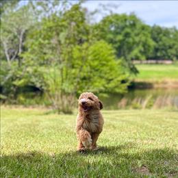 Houston - Apricot male Goldendoodle puppy in Pittsburg, Texas from Grace Springs Goldendoodles