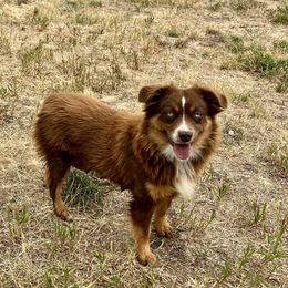 Whiskey - Toy Australian Shepherd
