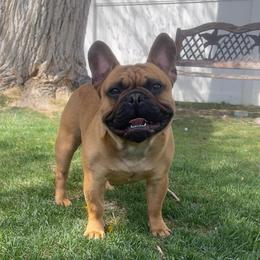 Reggie - French Bulldog