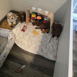 Maltipoo male - Parti male Poodle puppy in Washington from Mt.BakerPoodles&Doodles