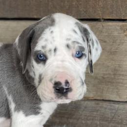 Great Danes from Blue Mountain Great Danes LLC