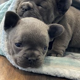 French Bulldog Puppies from French Paws