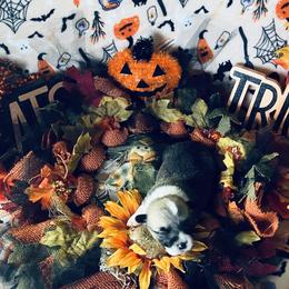 American Corgi and Pembroke Welsh Corgi Puppies from Cascadian Space Coast Corgis LLC