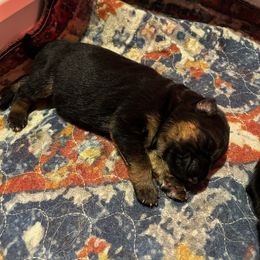 Brown - Black and red male German Shepherd puppy in Puyallup, Washington from Majestic Royal German Shepherd’s