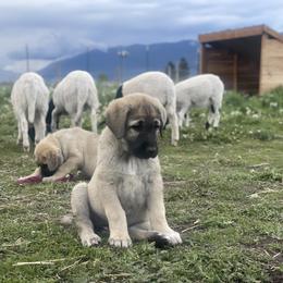 Anatolian Shepherd Dog Puppies from Wild Rooster Family Farm – AKC Anatolian Shepherd Breeder, OFA Health Tested