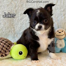 Joker 3000 - Black and white male Chihuahua puppy in Forsyth, Georgia from Brooks Grove Canines LLC