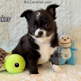 Joker 3000 - Black and white male Chihuahua puppy in Forsyth, Georgia from Brooks Grove Canines LLC