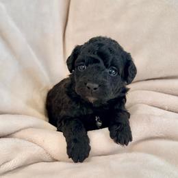 Violet - Black female Labradoodle puppy in Bruceton Mills, West Virginia from Adonai Ra'ah Farms