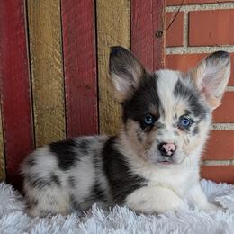 Jeanie - Blue merle and white female American Corgi puppy in Shawnee, Oklahoma from Sunray Ranch