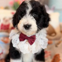 Mochi - Black and white female Aussiedoodle puppy in Dickerson, Maryland from Pawsome Aussie Doodles and Oodles