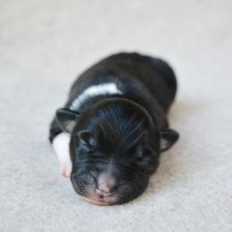 Colt - Black tri-color male Australian Shepherd puppy in Aberdeen, North Carolina from Huckleberry Hill Aussies LLC.