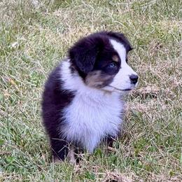 Harry - Black tri male Miniature Australian Shepherd puppy in Patterson, North Carolina from DreamLine Aussies