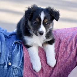 Mittens - Black tri male Toy Australian Shepherd puppy in Wichita Falls, Texas from Shooting Stars Ranch Toy and Mini Aussies