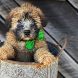 Soft Coated Wheaten Terrier Puppies from Kayos Kennel