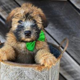 Soft Coated Wheaten Terrier Puppies from Kayos Kennel