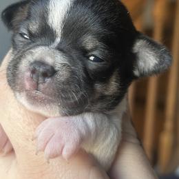 Chihuahua and French Bulldog Puppies from Sasha’s Elite Kennel LLC
