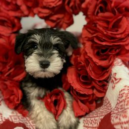 Oreo! - Black and silver Miniature Schnauzer puppy in Colorado from Puppies Paw Schnauzers in Colorado