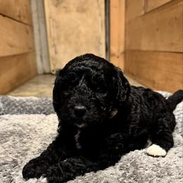 Slate - Black and white male Bernedoodle puppy in Constableville, New York from Zehr’s Labradoodles & Bernedoodles