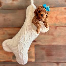 Bernedoodle and Poodle Puppies from Miranda’s Sunshine Poodles and Doodles