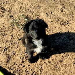 Mary - Black & white female Australian Shepherd puppy in Mineral Wells, Texas from A6 Australian Shepards