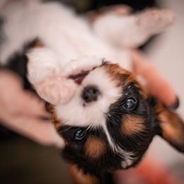 Cavalier King Charles Spaniel Puppies from Cavaliers of House Northup