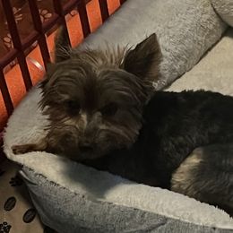 Max - Yorkshire Terrier