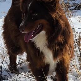 Flirt - Miniature Australian Shepherd