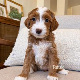 Penny - Red  female Goldendoodle puppy in Gilbert, Arizona from Doodle Bliss