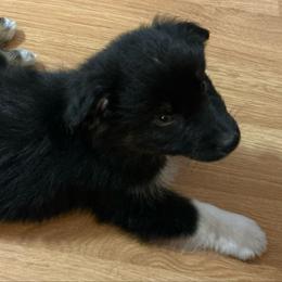Ash(has tail) - Black tri-color male Australian Shepherd puppy in Butler, Georgia from Aussies at Howling Hill Farm