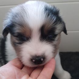 Nickel - Blue merle male Miniature American Shepherd puppy in Springfield, Missouri from Sunrock Kennel