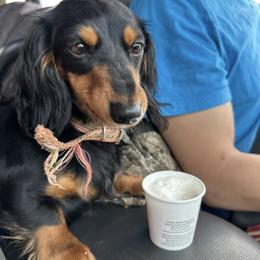 Dachshund puppies from Southern Ridge Kennels
