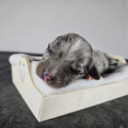 Sierra - Blue merle female Aussiedoodle puppy in Doerun, Georgia from Twig & Tail Puppies