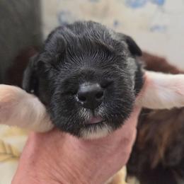 Old fashioned (Gertrude) Gurtie - Black female Newfoundland puppy in Quaker City, Ohio from Country Magik
