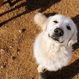 Aya - Great Pyrenees