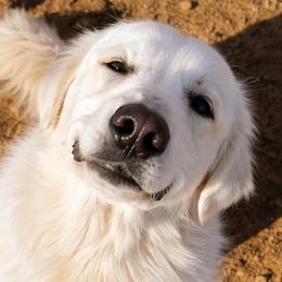 Aya - Great Pyrenees